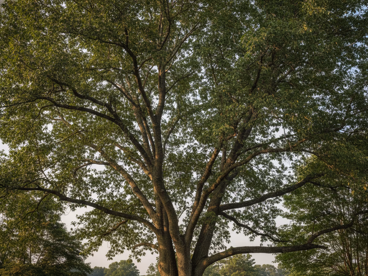 Oak canopy seen from below with clear structure and sunlight through the leaves